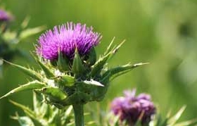 Milk Thistle